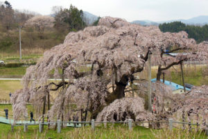 三春の滝桜